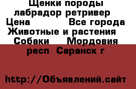 Щенки породы лабрадор ретривер › Цена ­ 8 000 - Все города Животные и растения » Собаки   . Мордовия респ.,Саранск г.